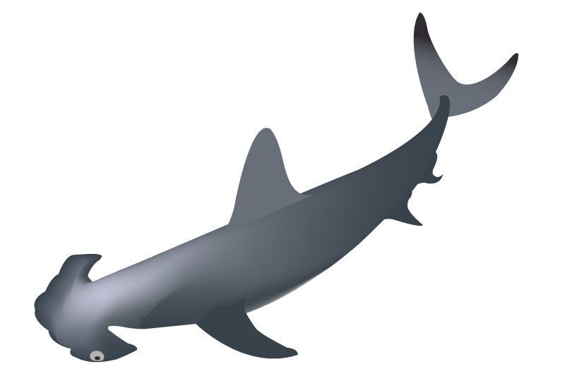 シロシュモクサメのイラスト