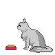餌を食べる長毛の猫のGIFアニメ