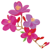 タヒチアン チェリーの花のイラスト