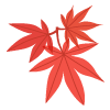 紅葉するカエデの葉のイラスト
