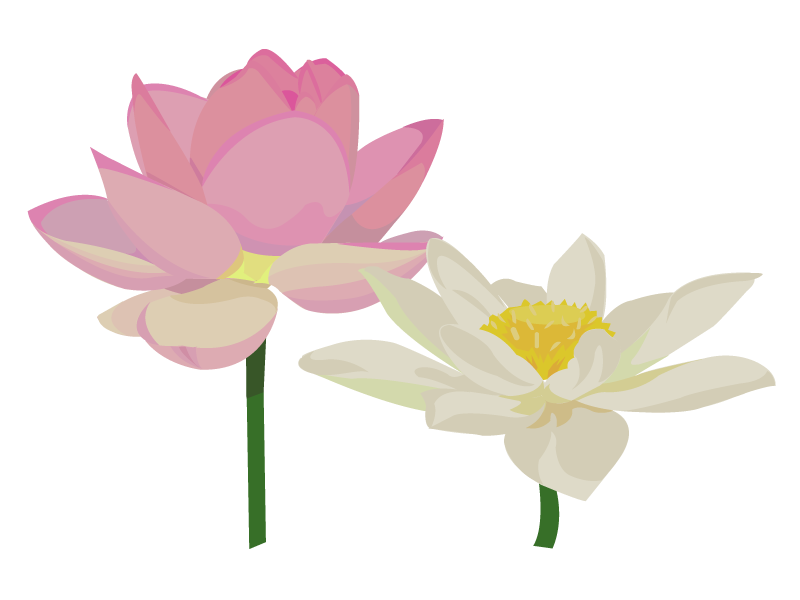 エレガントハスの花 イラスト 無料 イラスト画像